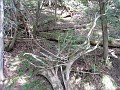 Mackinaw Island Area May 2008 1258